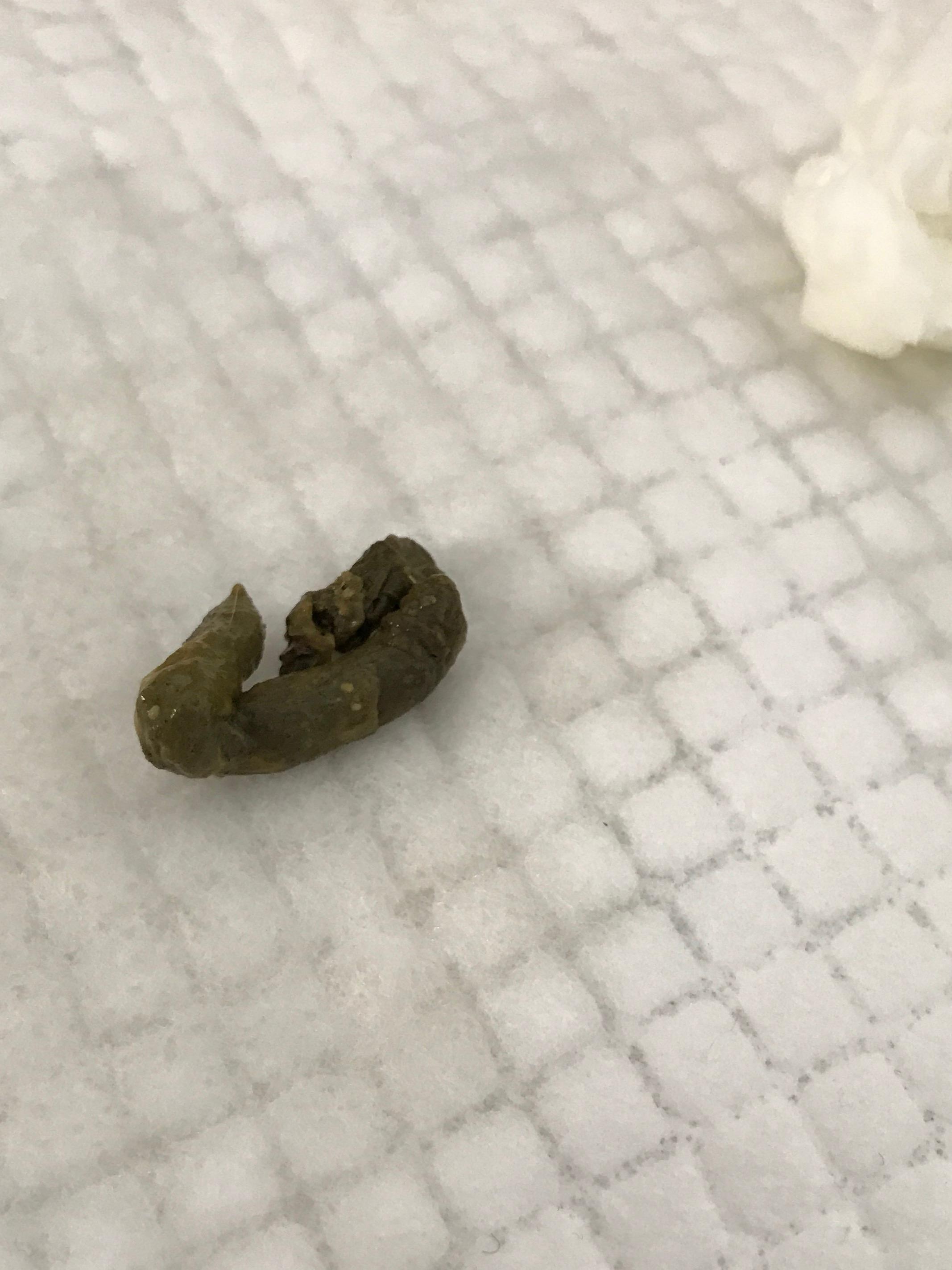 绿色便便
