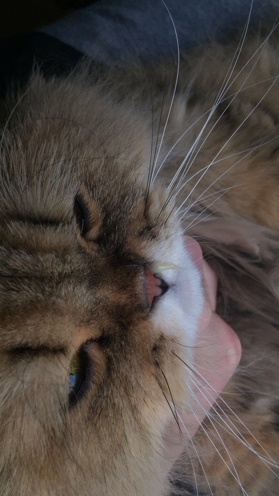 猫咪连续打喷嚏流鼻涕好几个月,鼻涕量很大,黄色浓稠.