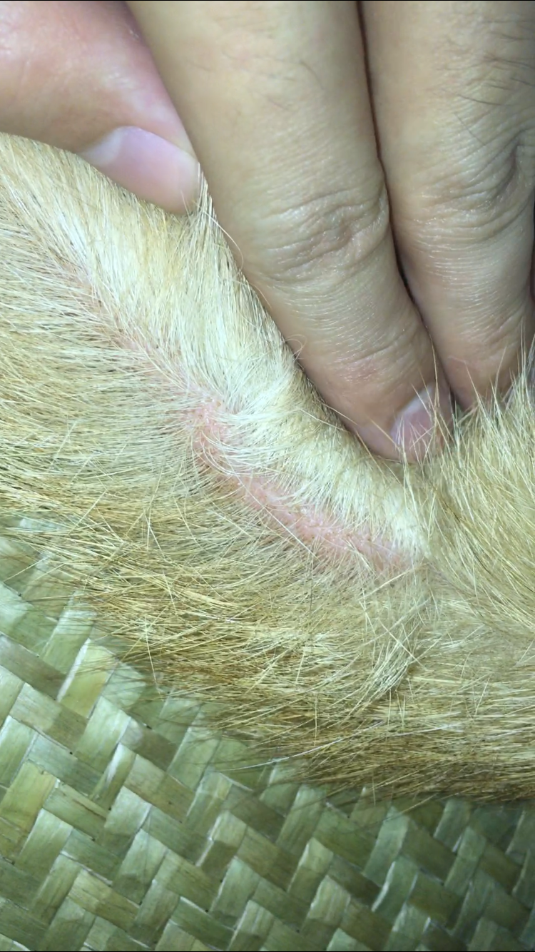 肚子掉毛有黑点,尾巴轻微掉毛皮肤发红有皮屑