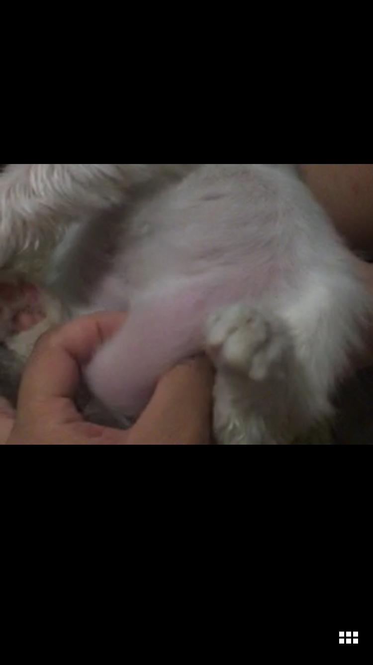 猫肚子出现鼓鼓的