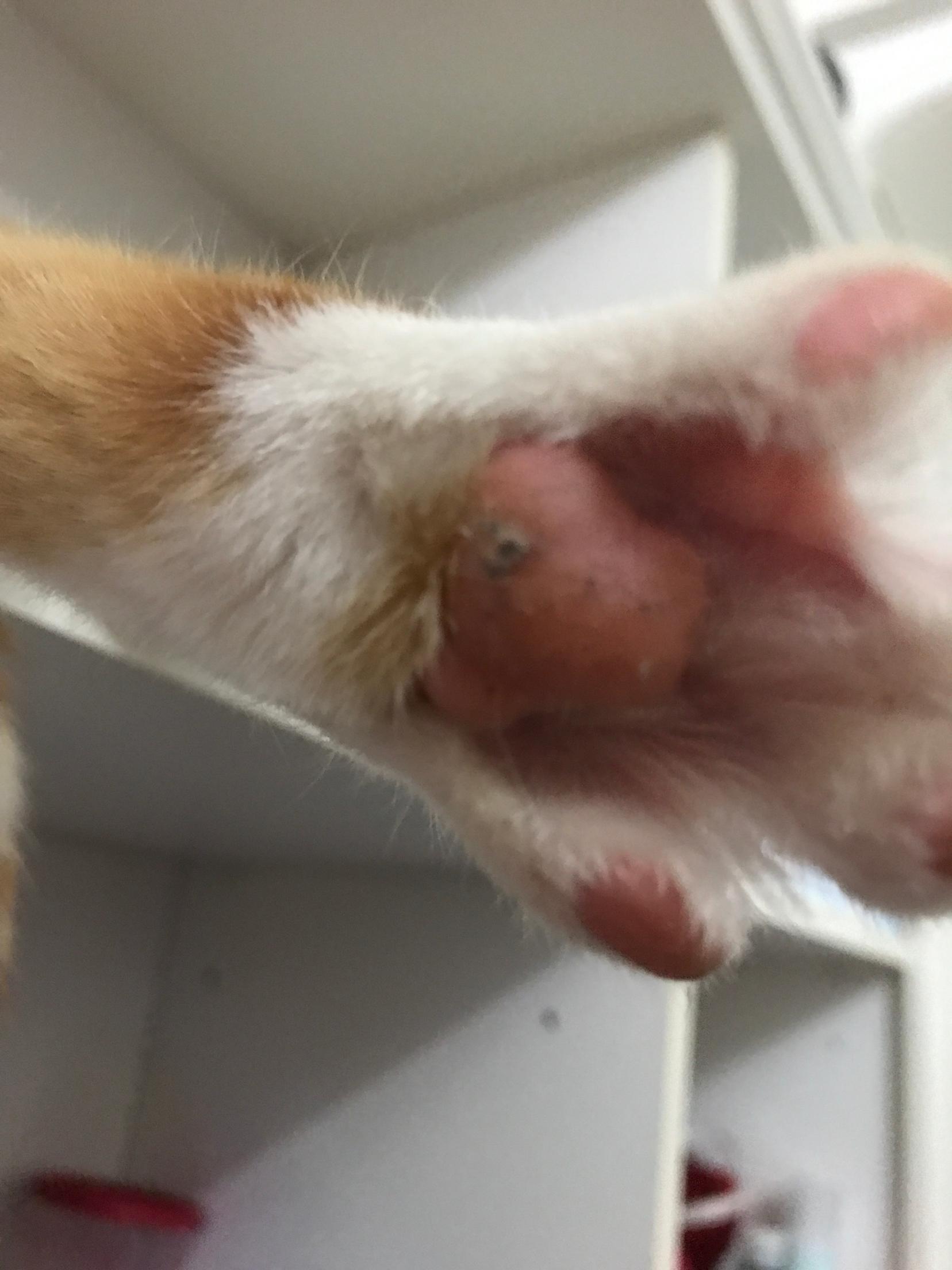 猫咪脚底脚垫出现一个小硬块,像结痂.
