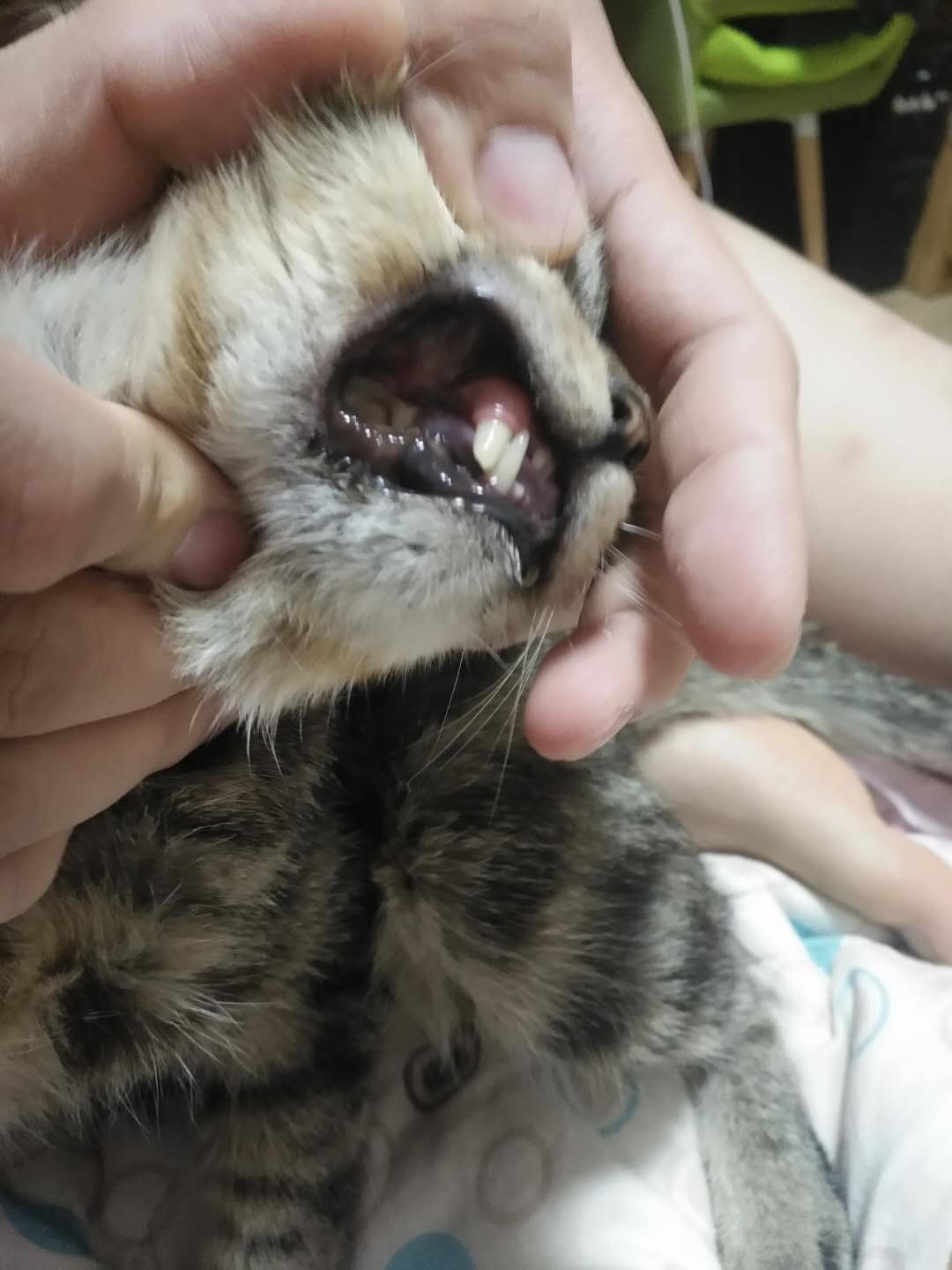 猫咪口腔问题