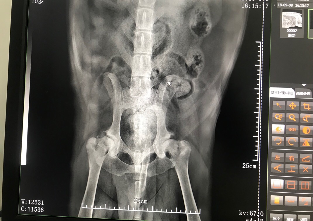 前几天带狗狗去拍了dr,股骨头坏死,情况就如片子显示的那样.