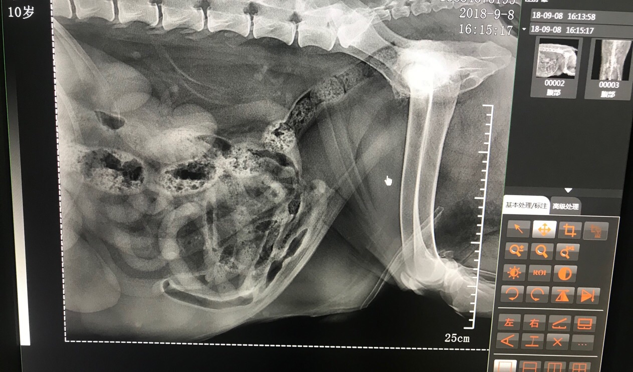 前几天带狗狗去拍了dr,股骨头坏死,情况就如片子显示的那样.