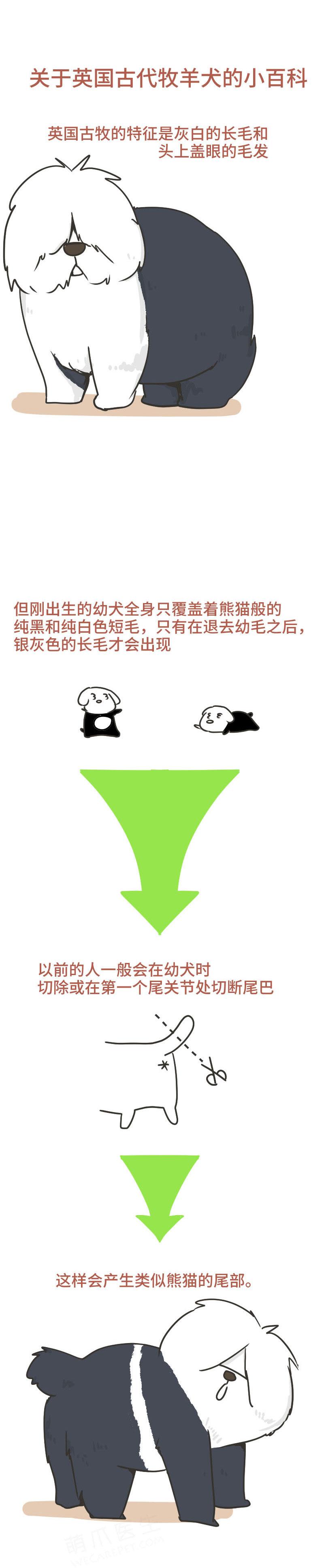 大型移动暖手宝—英国古代牧羊犬