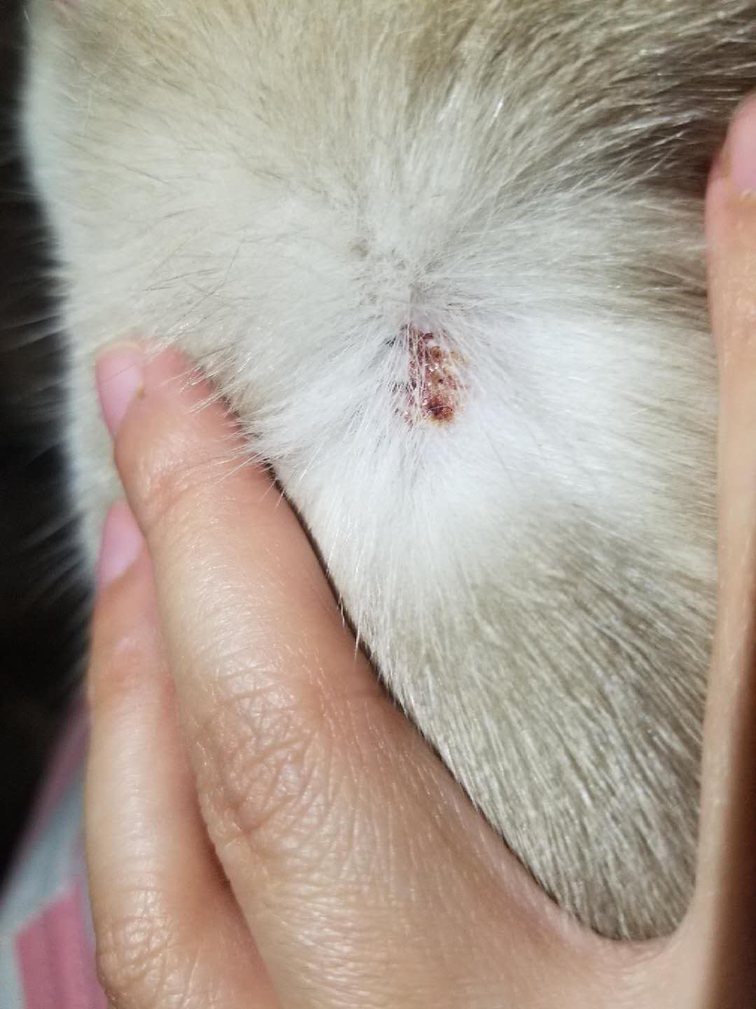猫咪皮肤红肿