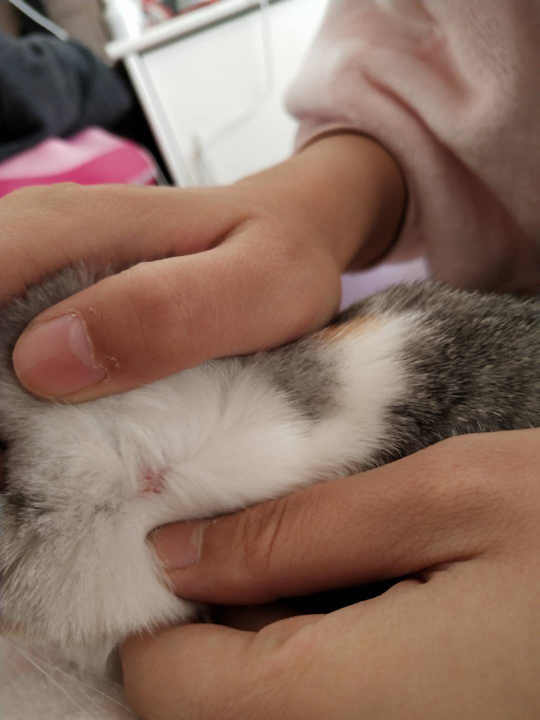 ǿëС,ûзƤм͵ë,֪ǲè޺,ô