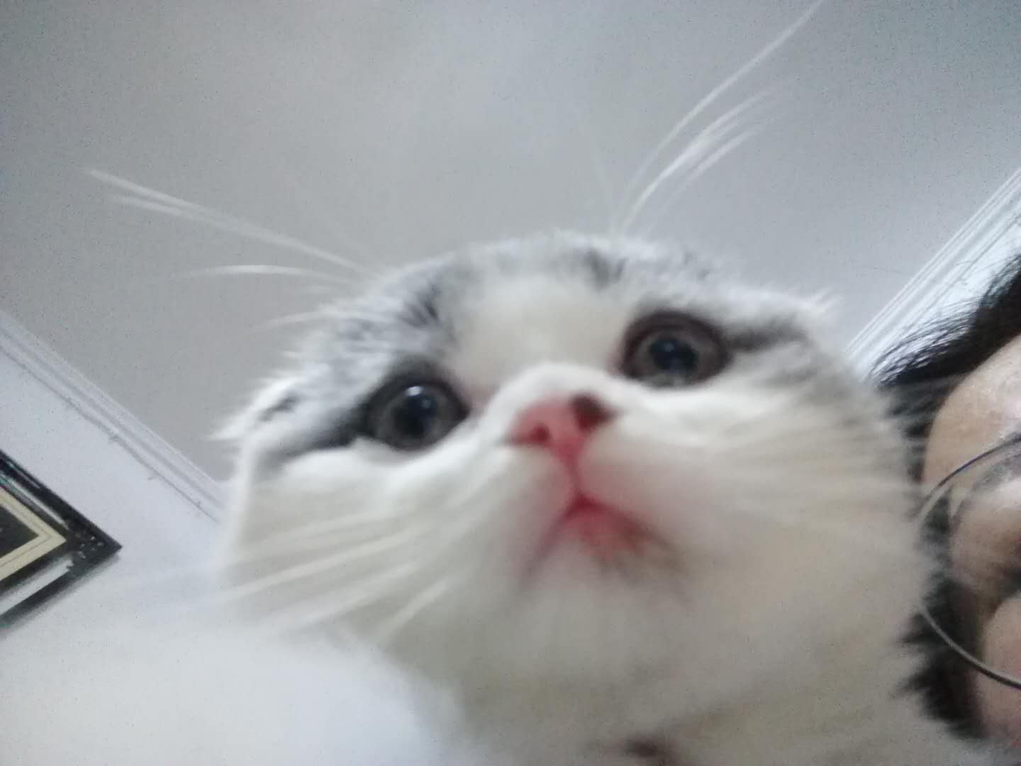 黑下巴?