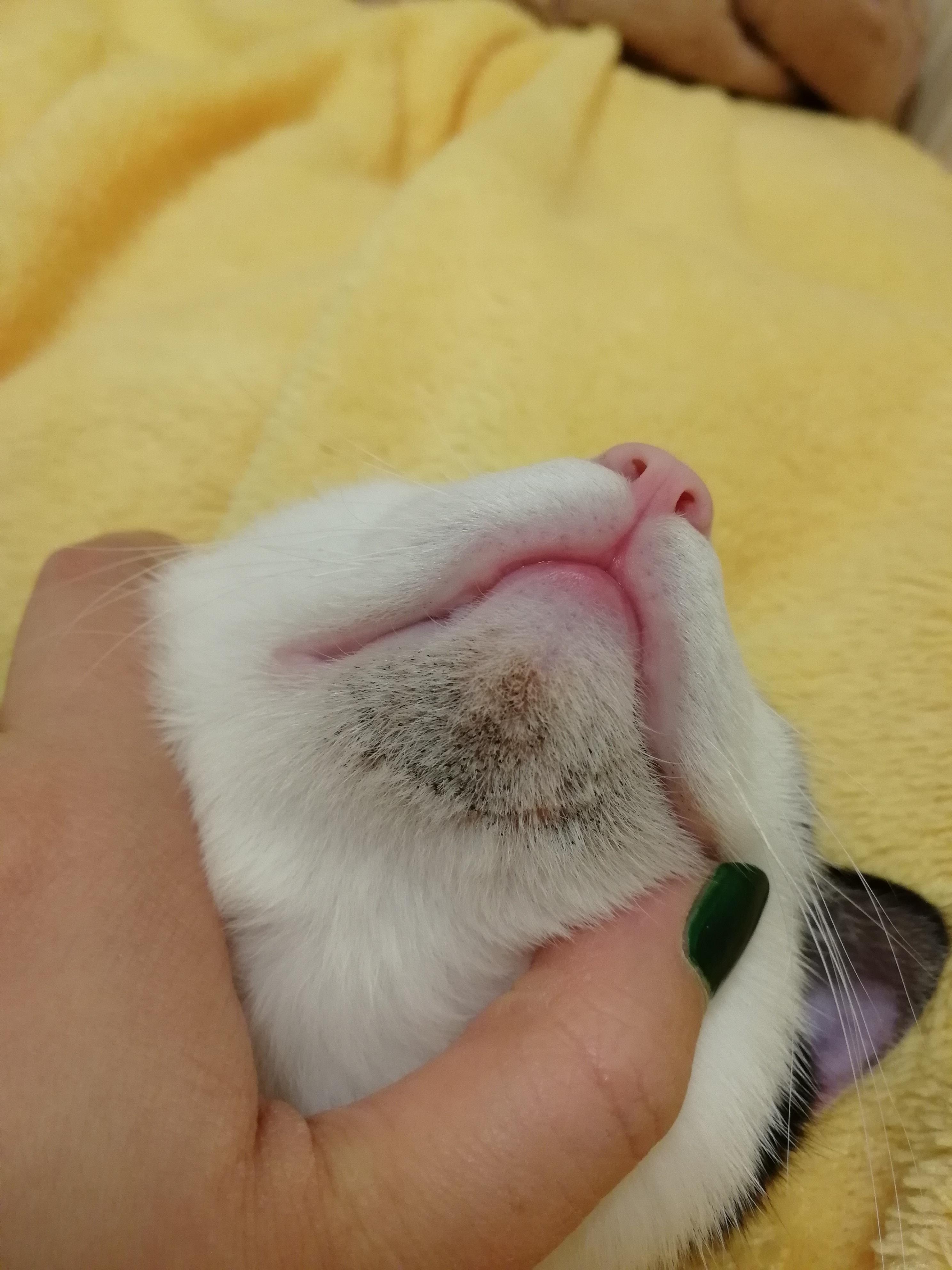 黑下巴