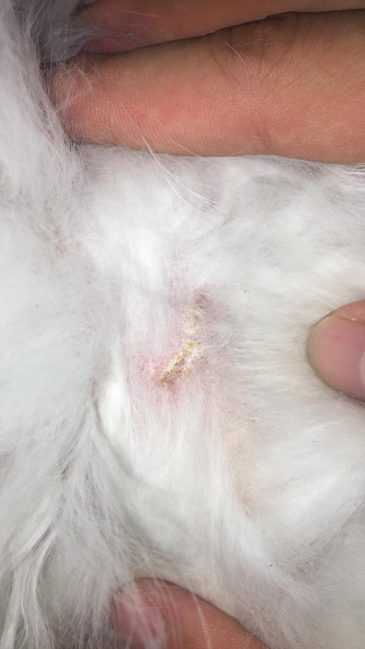 以前也没生过别的病,求医生哥哥姐姐看看这是被虫子咬了,还是皮炎?