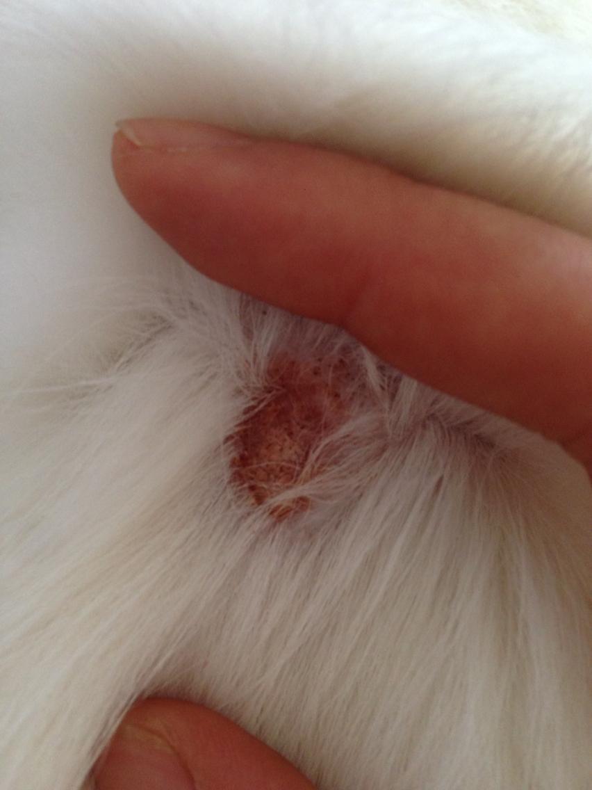 猫咪挠破后脖子