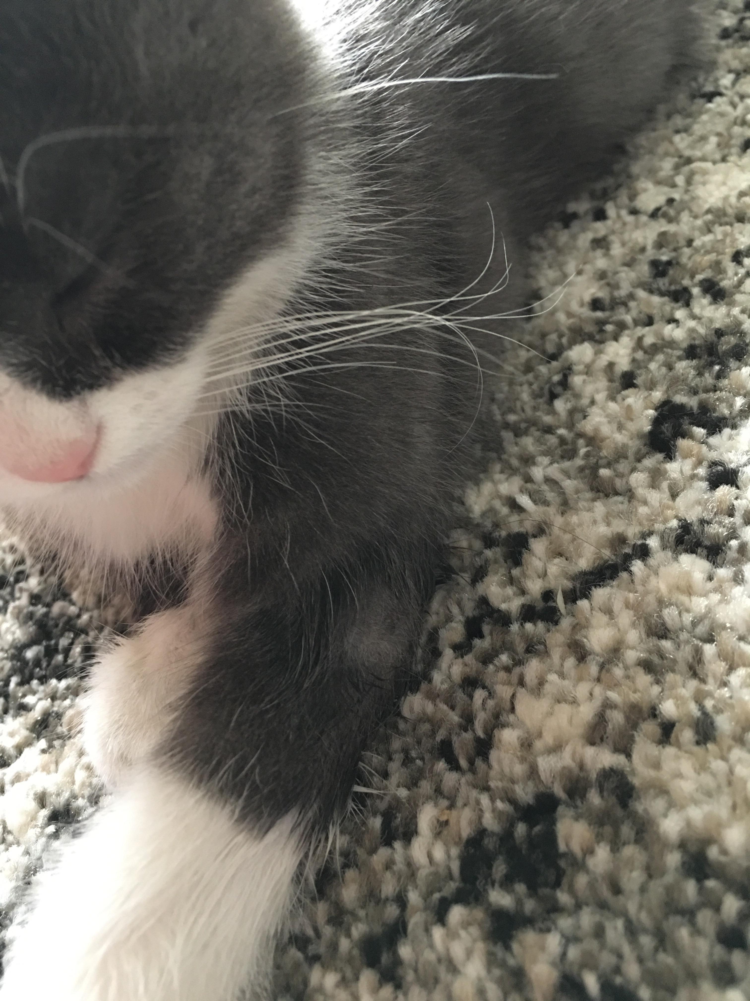 猫癣