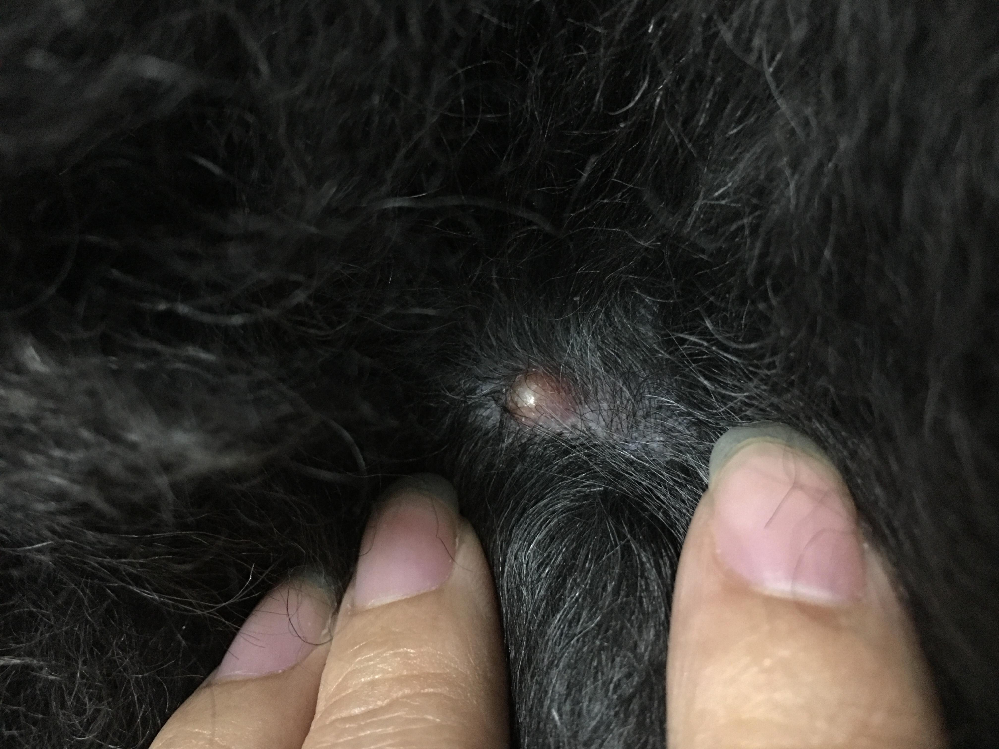 狗腿上有个很大的痘痘