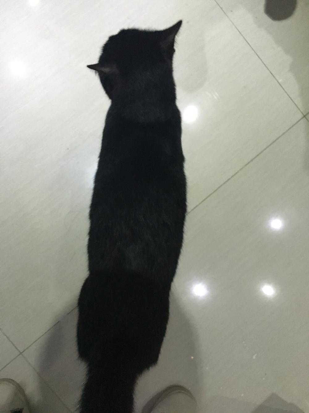 猫咪便便稀,末端带血 猫咪便便稀,末端带血