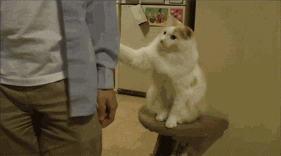 壁纸 动物 狗 狗狗 猫 猫咪 小猫 桌面 400_223 gif 动态图 动图