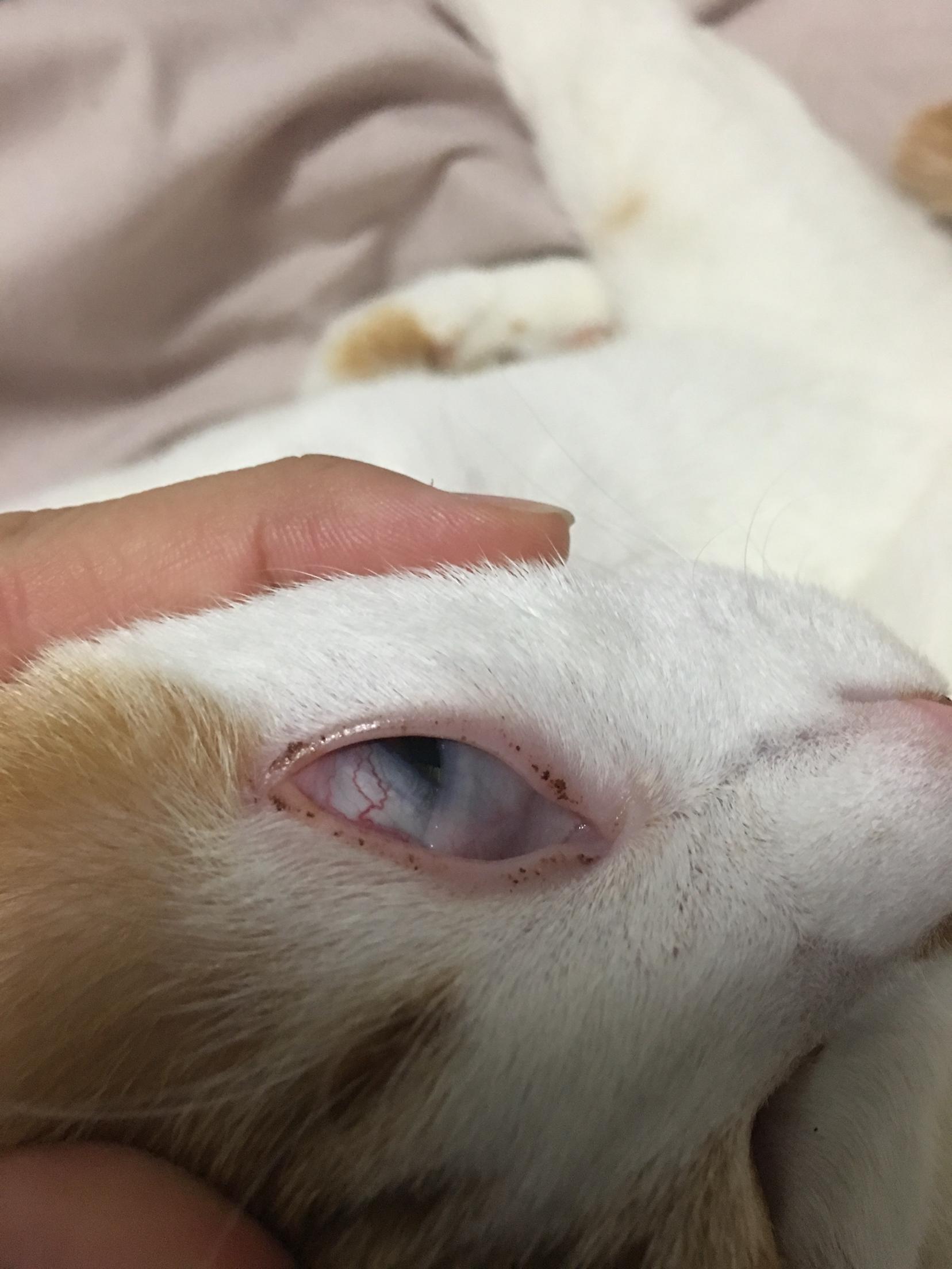 猫咪眼睛问题 猫咪眼睛问题