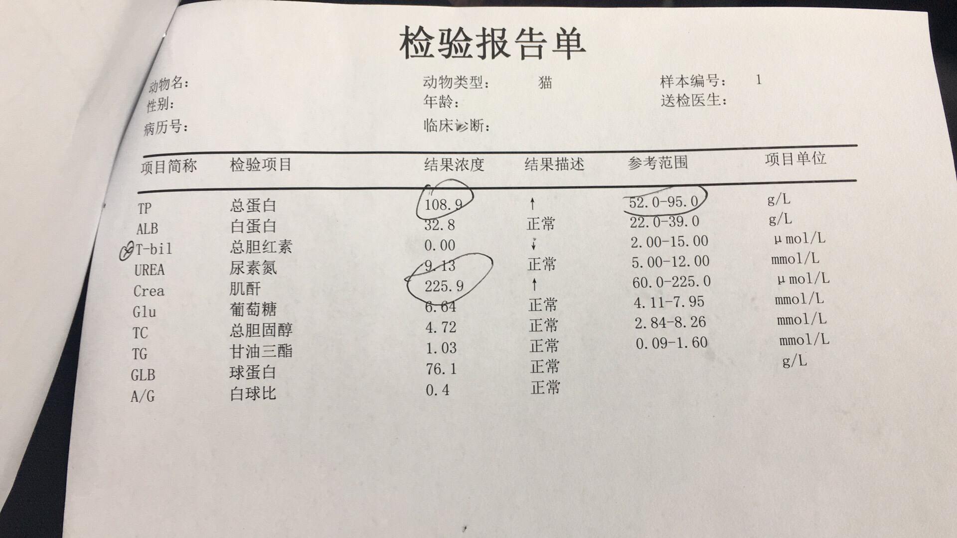 今天带猫去做了血清医生说总蛋白太高肌酐也超过标准值