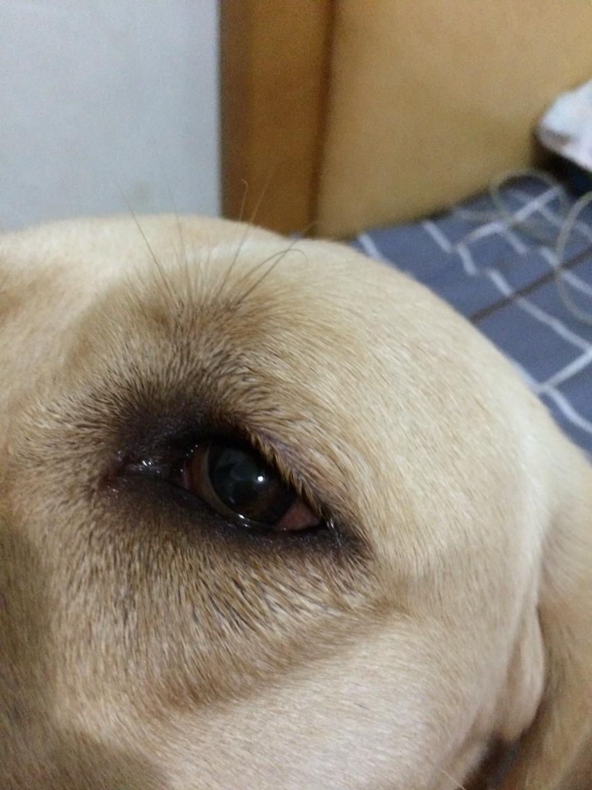 狗狗眼睛瞳孔表面出现一个小白点