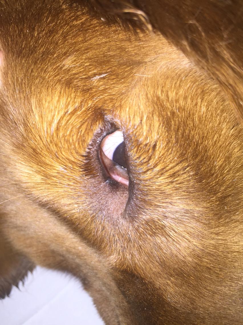成犬犬瘟