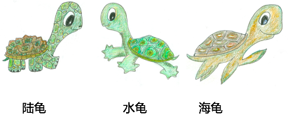 龟仙人de私密空间之如何分辨各种龟龟 龟仙人de私密空间之如何分辨各种龟龟