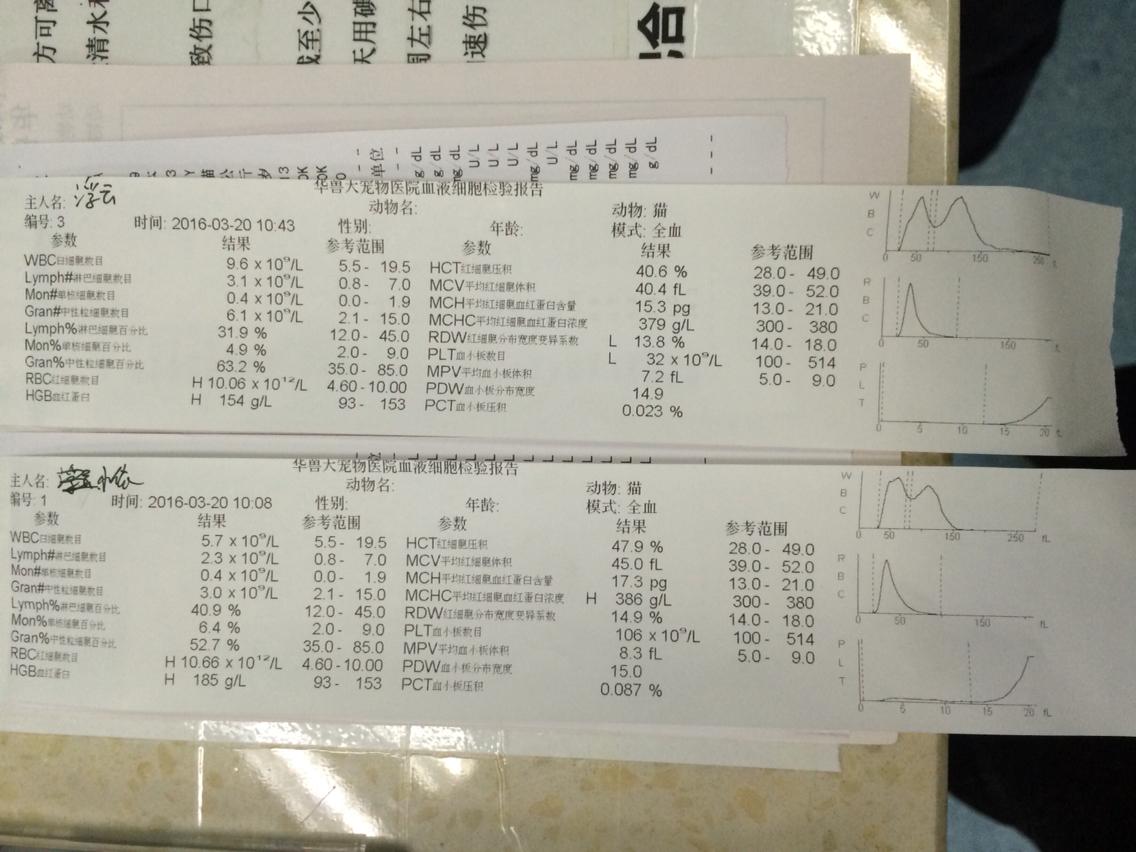 医生您好,对于两只猫猫的状况一直很困扰,求解答! 医生您好,对于两只猫猫的状况一直很困扰,求解答!