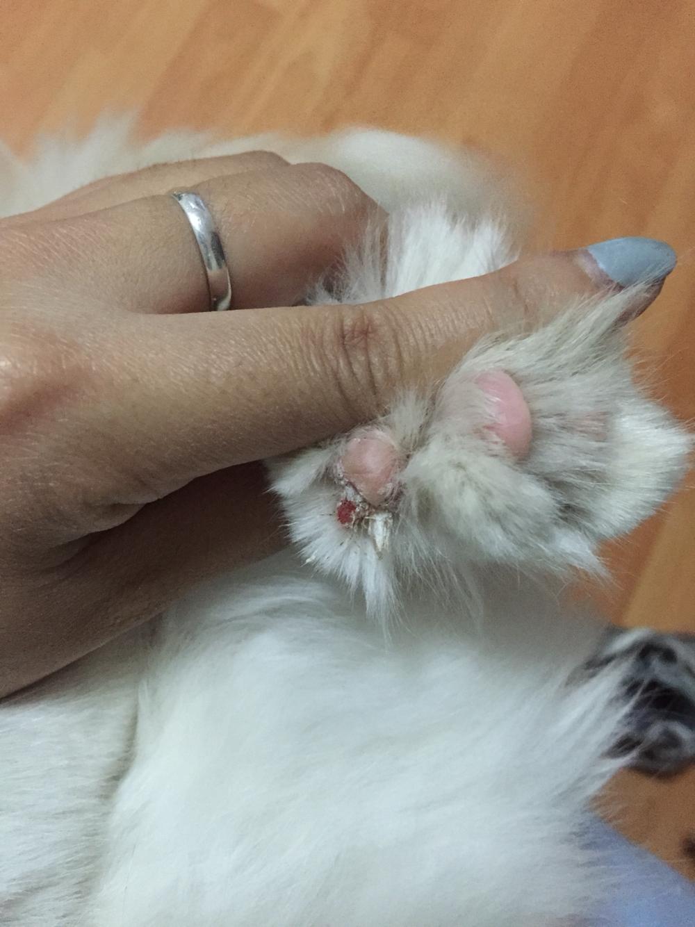 猫咪后爪的肉垫有异常