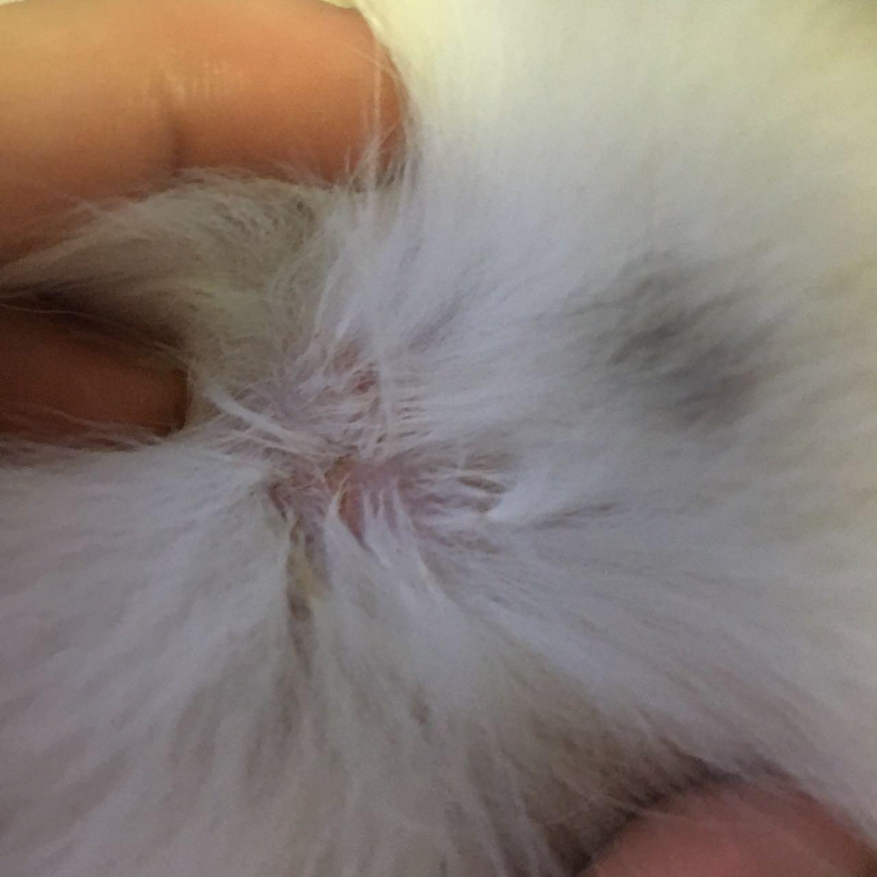 猫藓