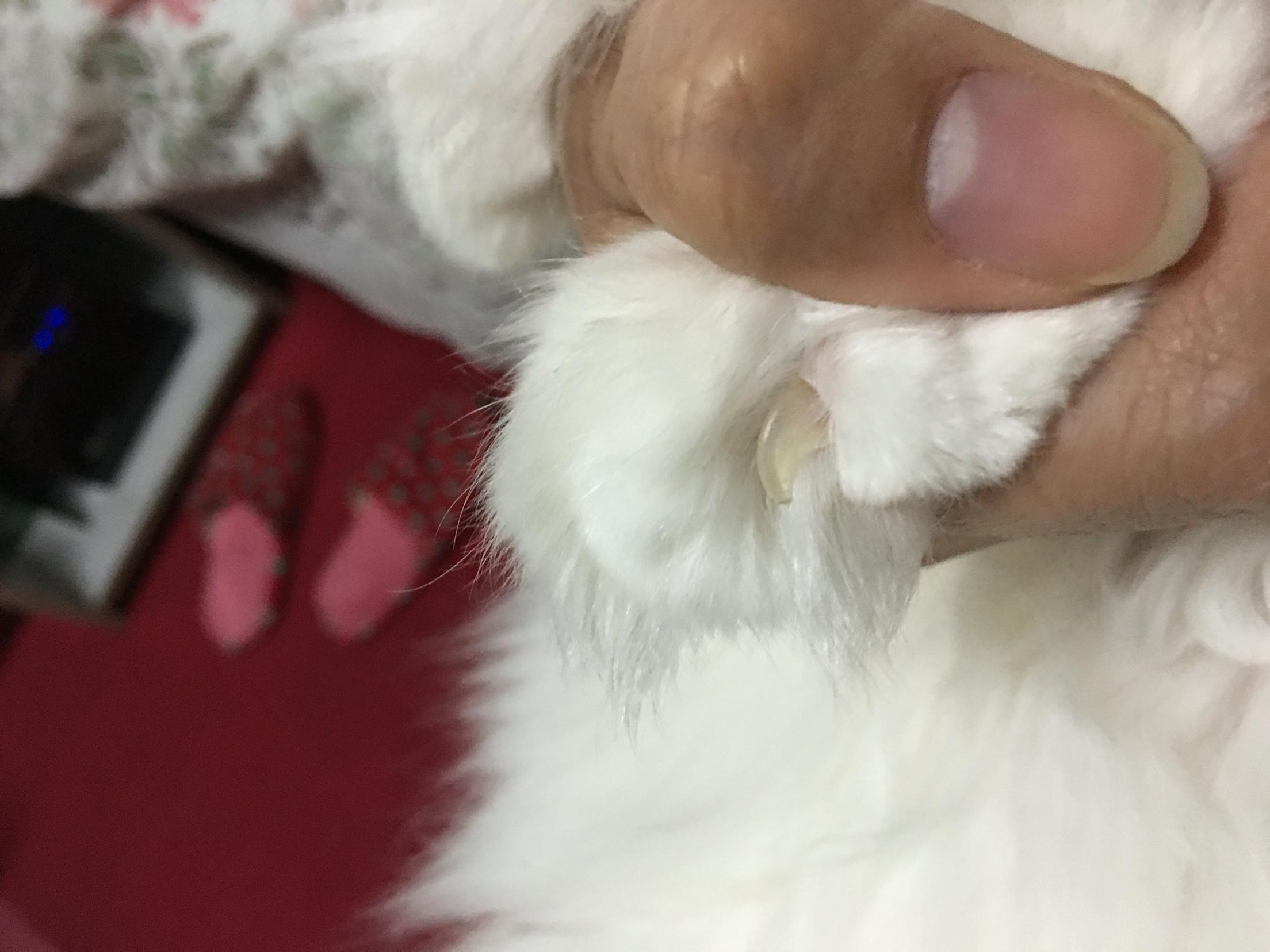 猫的指甲变厚了