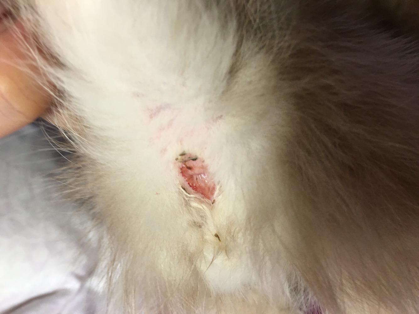 猫咪大便带血