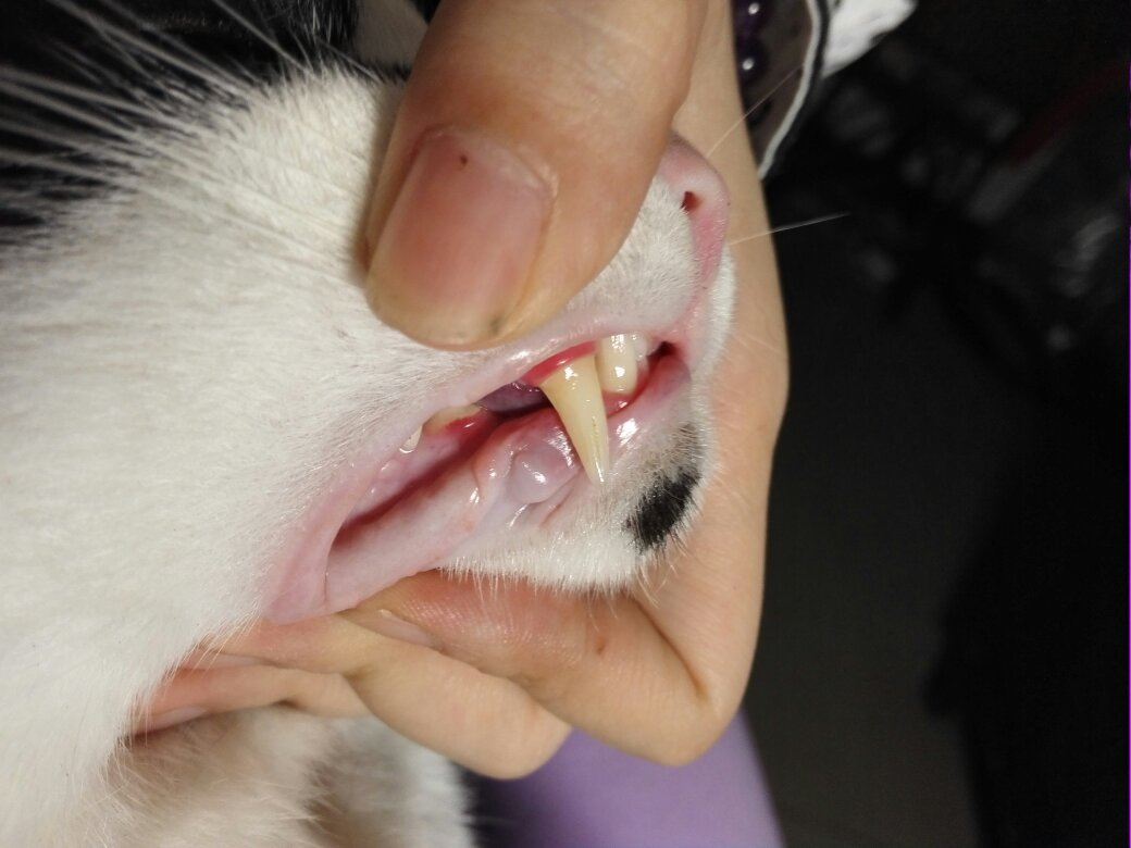 猫牙结石 给猫洗牙 - 知乎