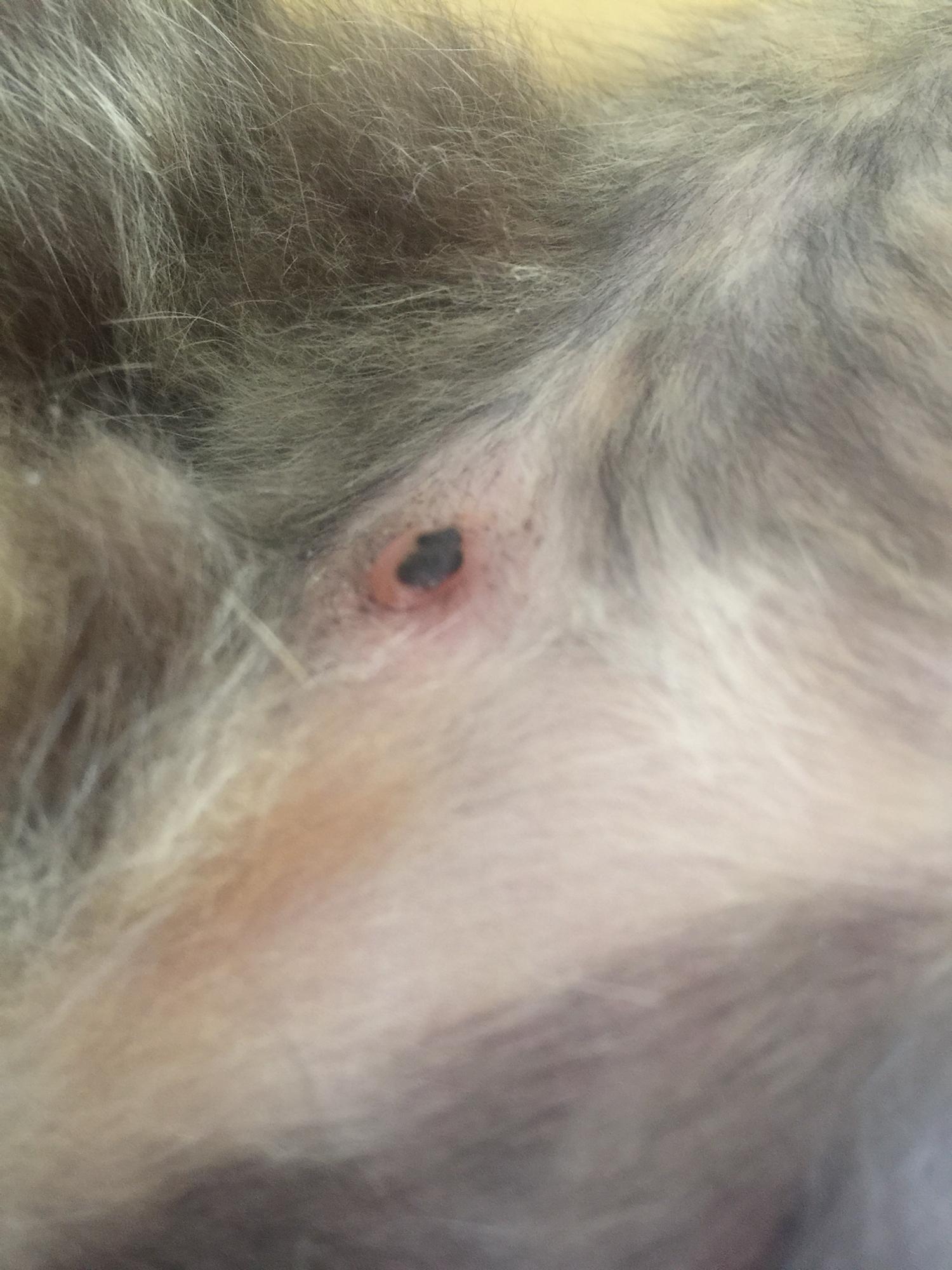 猫咪的乳头_猫咪把我的乳头吸的疼_吸乳头器