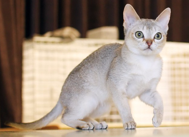 萌物鉴赏|阴沟猫的逆袭-新加坡猫 萌物鉴赏|阴沟猫的逆袭-新加坡猫