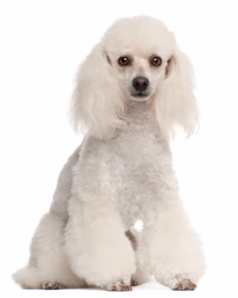贵妇犬(poodle) 贵妇犬最初叫水鸟猎犬,由于在路易十四时期被贵族