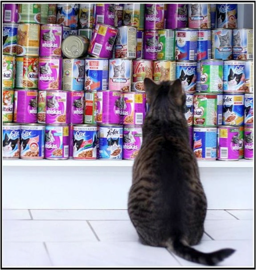 胖猫减肥大作战! 胖猫减肥大作战!