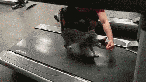 胖猫减肥大作战! 胖猫减肥大作战!