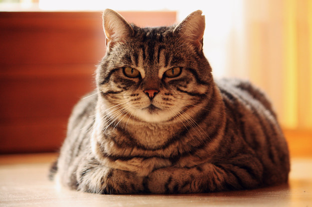 胖猫减肥大作战! 胖猫减肥大作战!