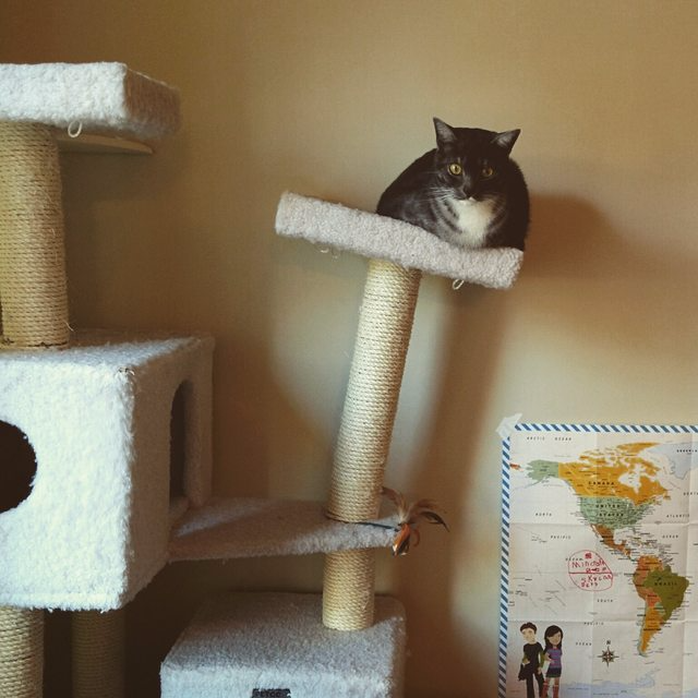 胖猫减肥大作战! 胖猫减肥大作战!
