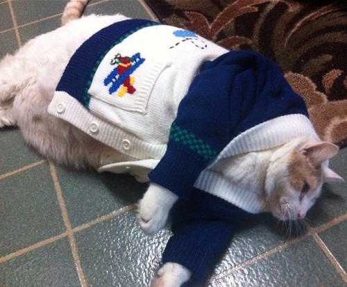 胖猫减肥大作战! 胖猫减肥大作战!