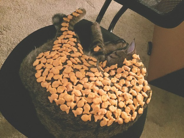 胖猫减肥大作战! 胖猫减肥大作战!