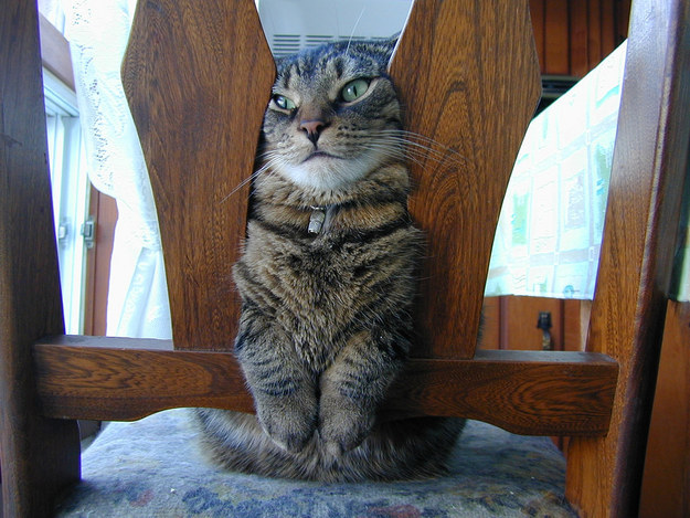 胖猫减肥大作战! 胖猫减肥大作战!