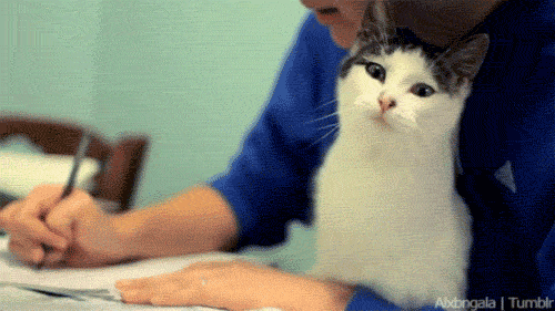 壁纸 动物 狗 狗狗 猫 猫咪 小猫 桌面 500_281 gif 动态图 动图