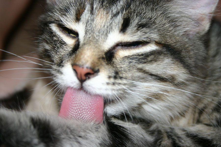 舔舔舔~ source: pets4homes.co.uk