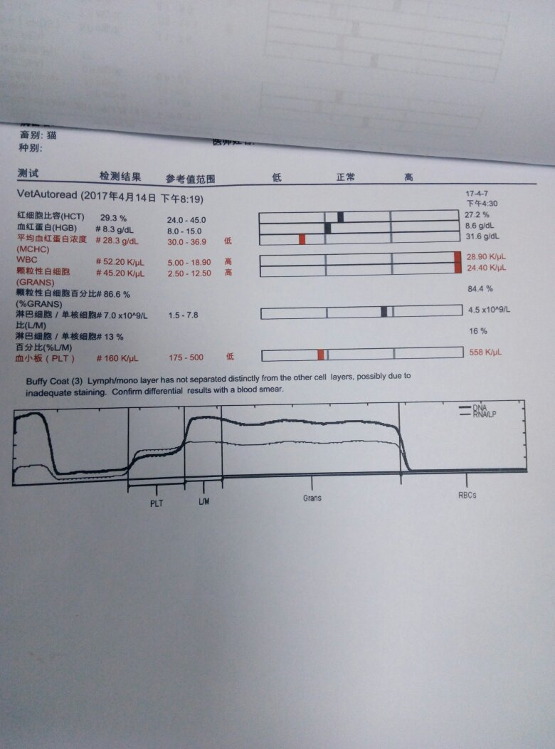 猫鼻支求救 猫鼻支求救