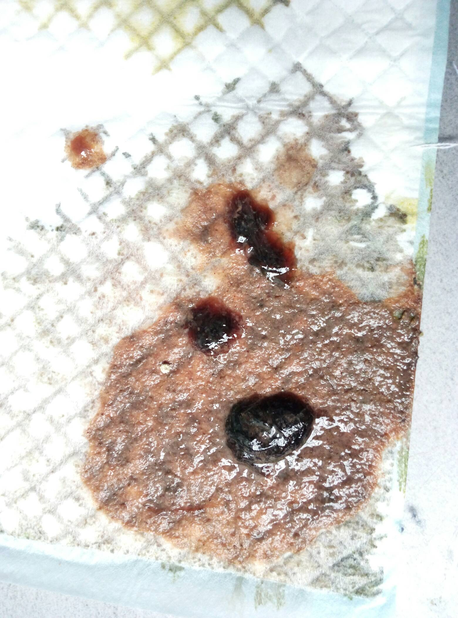猫鼻支求救 猫鼻支求救