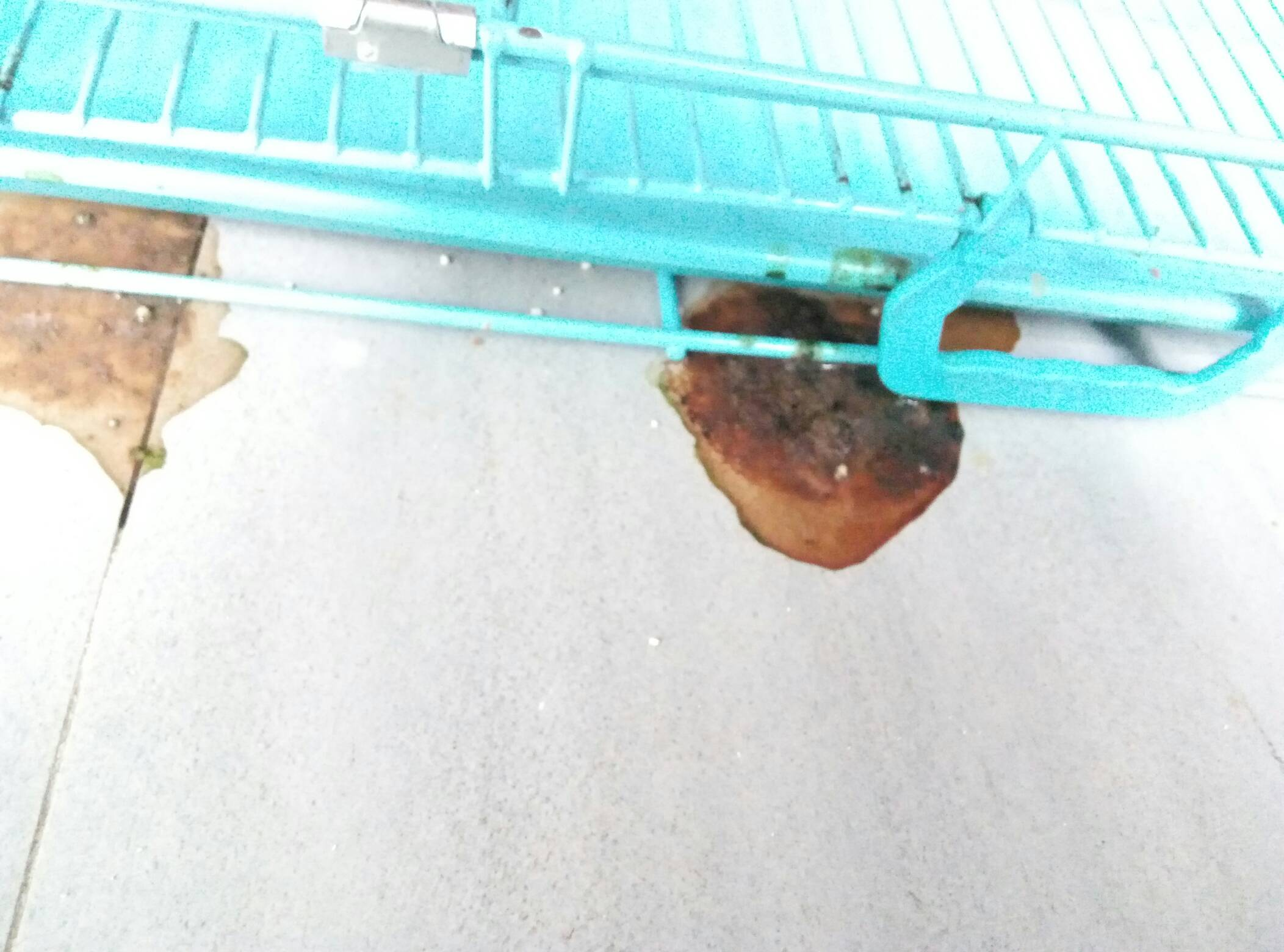 猫鼻支求救 猫鼻支求救