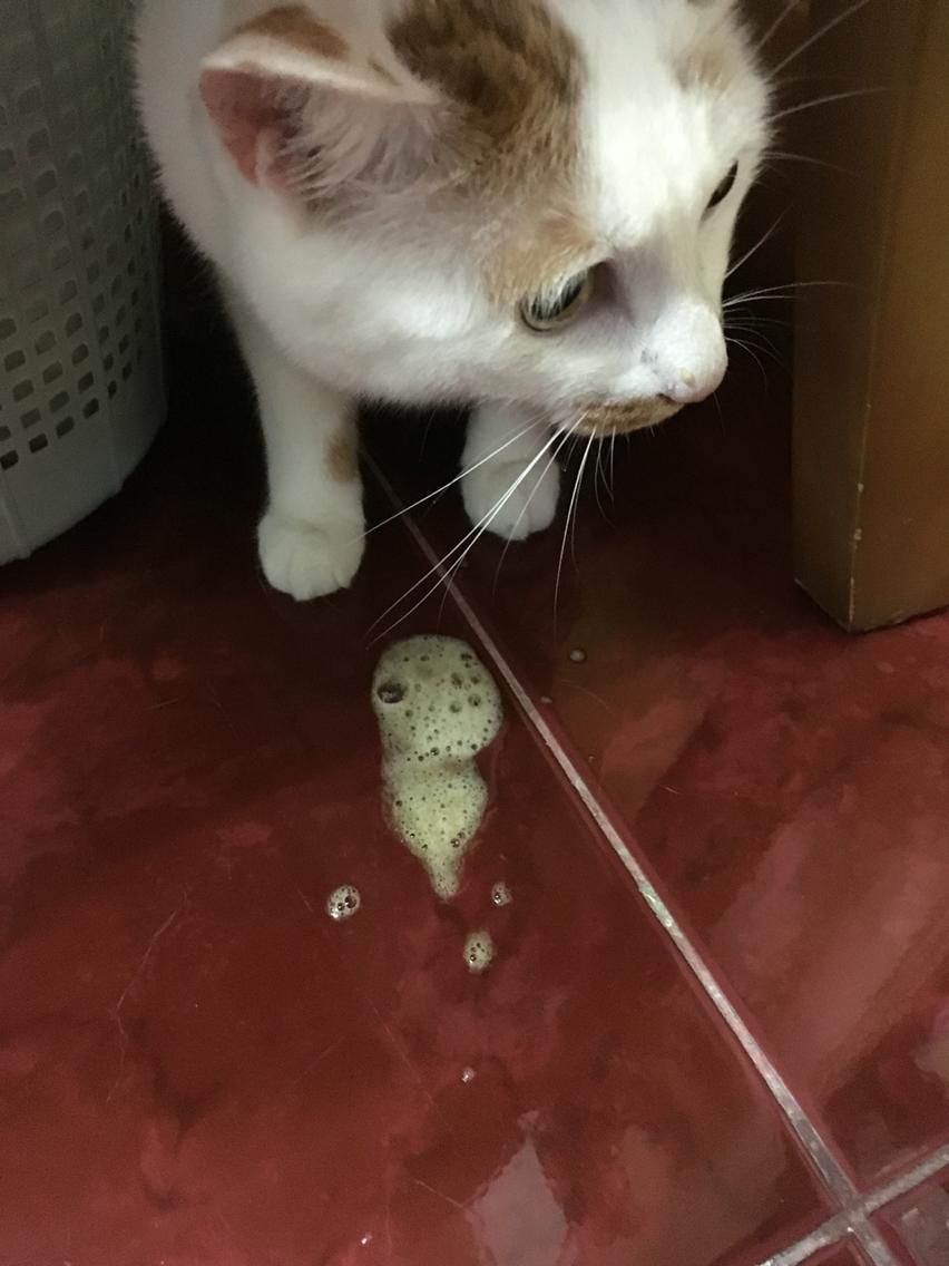 猫咪一天内除了猫粮和妙鲜包没有吃别的东西,妙鲜包喂的时候在冰箱