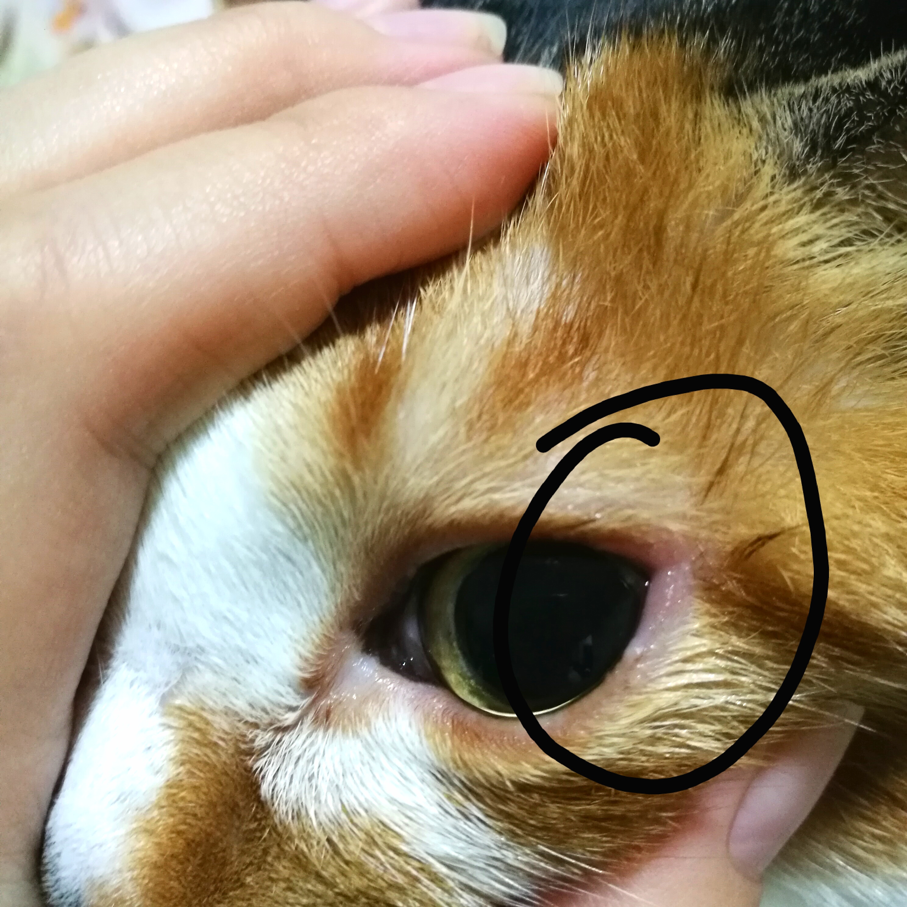 猫左眼外眼角突然红肿