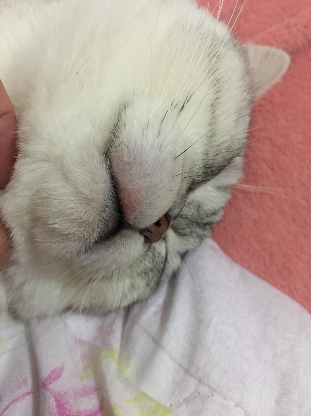 猫的半边嘴肿了