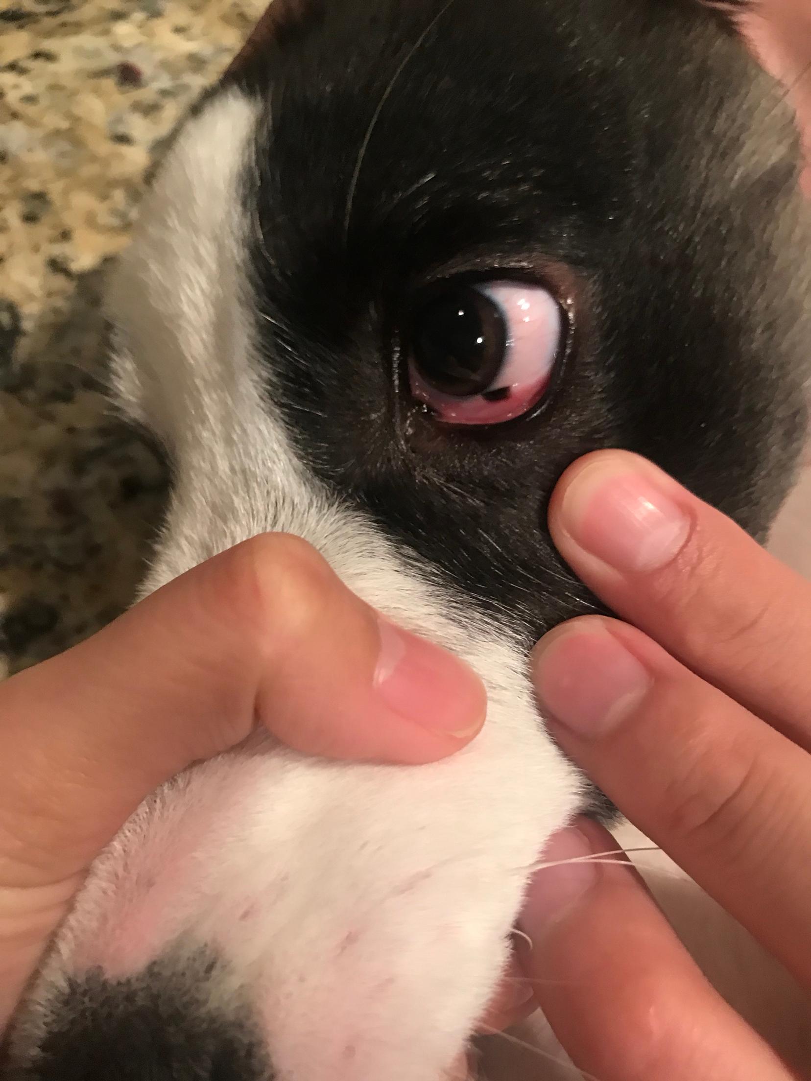 狗狗眼睑出现黑点而且在变长是怎么了