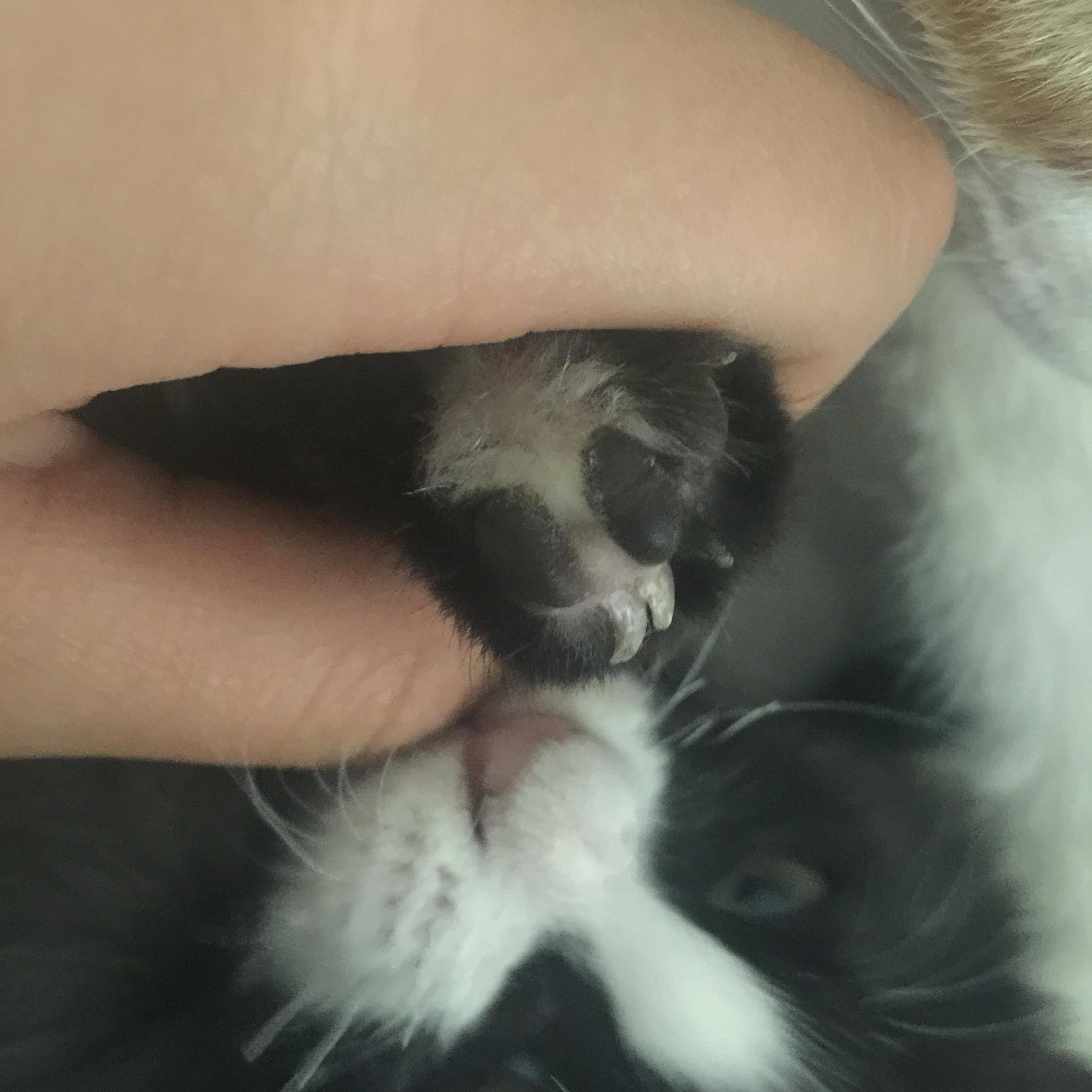 小猫爪子畸形,需要做手术吗?